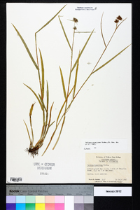 Fuirena squarrosa image