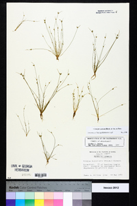 Isolepis carinata image