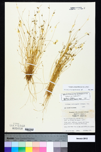 Isolepis carinata image