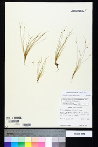 Isolepis carinata image