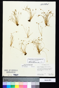 Isolepis carinata image