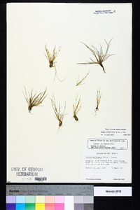 Isolepis carinata image