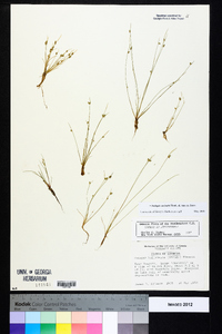 Isolepis carinata image