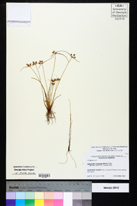 Cyperus neotropicalis image