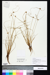 Cyperus neotropicalis image