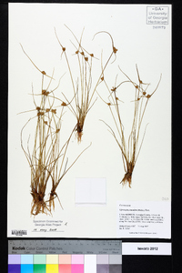 Cyperus neotropicalis image