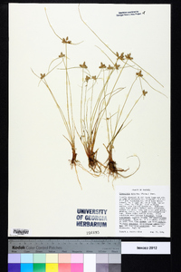 Cyperus neotropicalis image