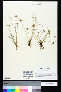 Cyperus neotropicalis image