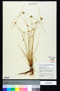 Cyperus neotropicalis image