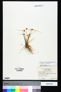 Cyperus neotropicalis image