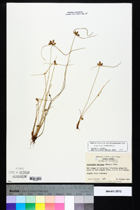 Cyperus neotropicalis image