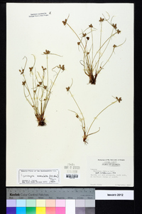 Cyperus neotropicalis image