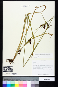 Rhynchospora caduca image