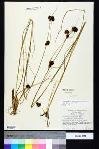 Rhynchospora cephalantha image