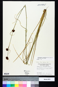 Rhynchospora cephalantha image