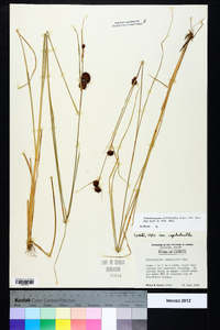 Rhynchospora cephalantha image