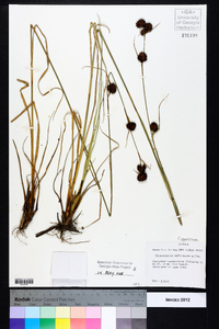 Rhynchospora cephalantha image