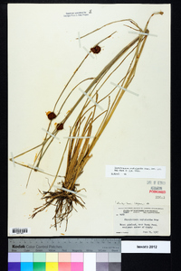 Rhynchospora cephalantha image