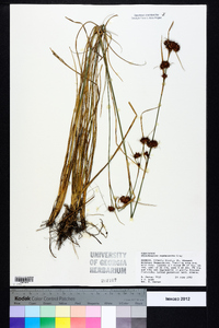 Rhynchospora cephalantha image