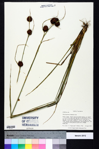 Rhynchospora cephalantha image