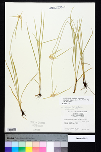 Rhynchospora colorata image