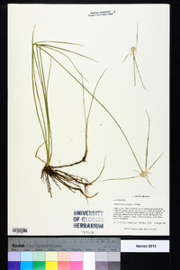 Rhynchospora colorata image