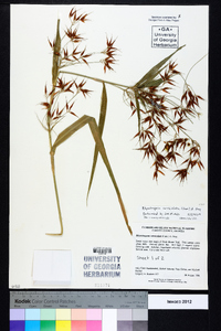 Rhynchospora corniculata image