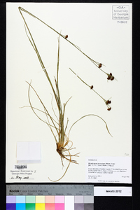 Rhynchospora fascicularis image