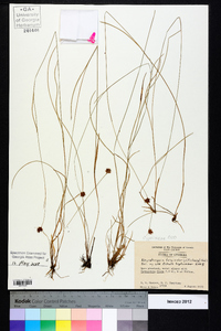 Rhynchospora fascicularis image