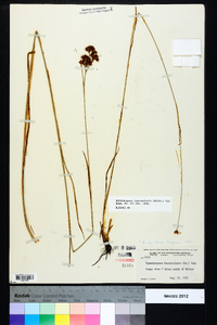 Rhynchospora fascicularis image