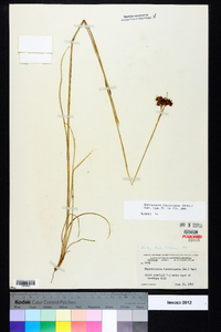 Rhynchospora fascicularis image
