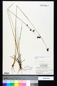 Rhynchospora fascicularis image