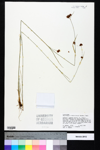 Rhynchospora fascicularis image