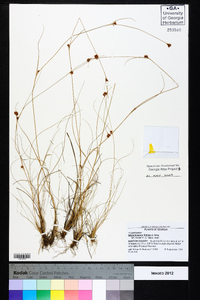 Rhynchospora filifolia image