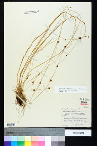 Rhynchospora filifolia image