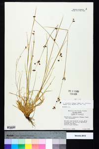 Rhynchospora globularis var. pinetorum image