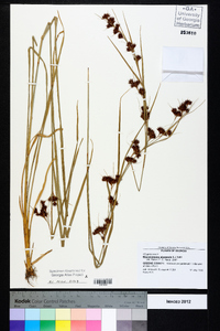 Rhynchospora glomerata image