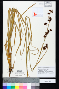 Rhynchospora glomerata image