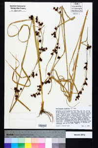 Rhynchospora glomerata image