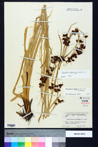 Rhynchospora glomerata image