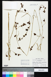 Rhynchospora glomerata image