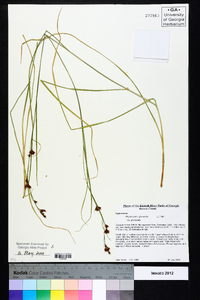 Rhynchospora glomerata image