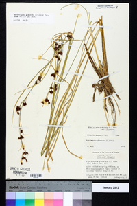 Rhynchospora glomerata image