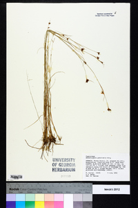 Rhynchospora gracilenta image