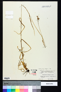 Rhynchospora harveyi image