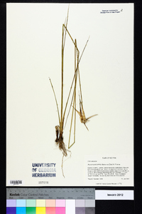 Rhynchospora latifolia image