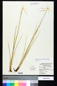 Rhynchospora latifolia image