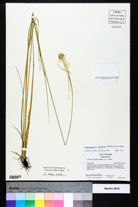 Rhynchospora latifolia image