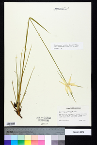 Rhynchospora latifolia image