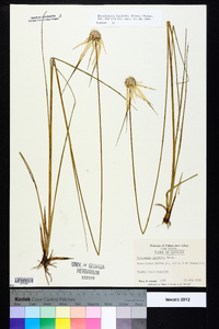 Rhynchospora latifolia image